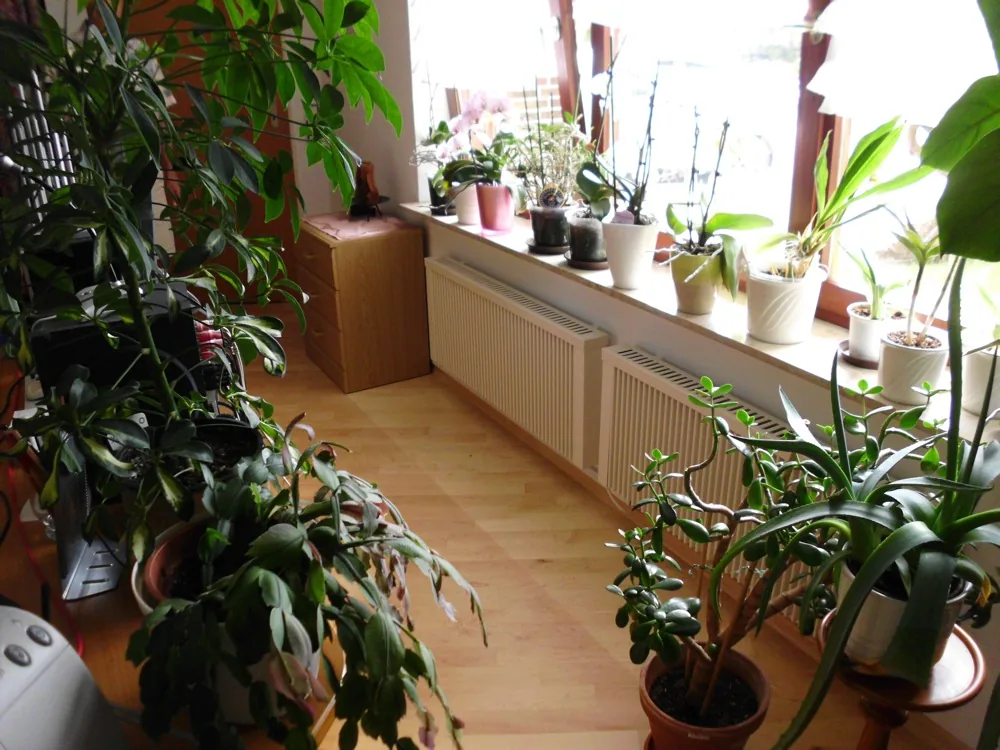 Zwei weiße Elektroheizungen unter einer Fensterfront in einem wohnlichen Raum mit Pflanzen